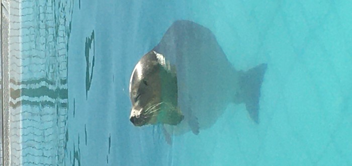 zeehond Pieterburen
